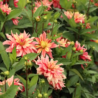Rusty Idylle Dahlia Knöl