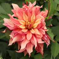 Rusty Idylle Dahlia Knöl