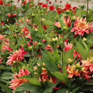 Rusty Idylle Dahlia Knöl
