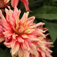 Rusty Idylle Dahlia Knöl