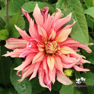 Rusty Idylle Dahlia Knöl