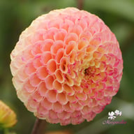 Ryecroft Blackberry Dahlia Tuber