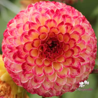 Ryecroft Blackberry Dahlia Tuber
