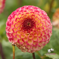 Ryecroft Blackberry Dahlia Tuber