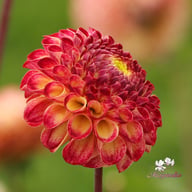 Ryecroft Blackberry Dahlia Tuber