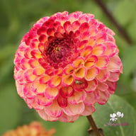 Ryecroft Blackberry Dahlia Tuber