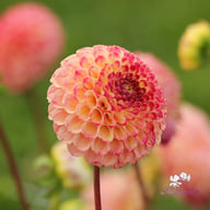 Ryecroft Blackberry Dahlia Tuber