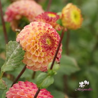 Ryecroft Blackberry Dahlia Tuber