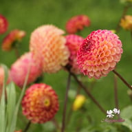 Ryecroft Blackberry Dahlia Tuber
