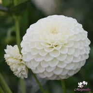 Ryecroft Jan Dahlia Tuber