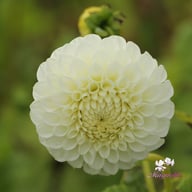 Ryecroft Jan Dahlia Tuber