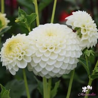 Ryecroft Jan Dahlia Tuber