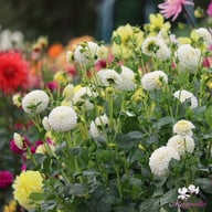 Ryecroft Jan Dahlia Tuber