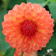 Safe Shot Dahlia Tuber