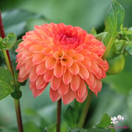 Safe Shot Dahlia Tuber