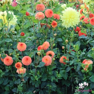 Safe Shot Dahlia Tuber