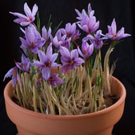 Sativus Crocus Bulbs
