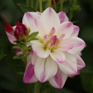 Saint Martin Dahlia Knöl