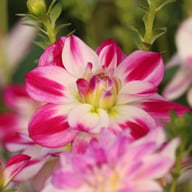 Saint Martin Dahlia Knöl