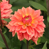 Salmon Idylle Dahlia Knöl