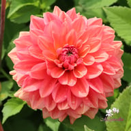 Salmon Idylle Dahlia Tuber