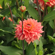 Salmon Idylle Dahlia Knöl