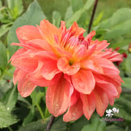 Salmon Idylle Dahlia Tuber