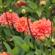 Salmon Idylle Dahlia Knöl