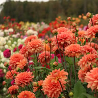 Salmon Idylle Dahlia Tuber