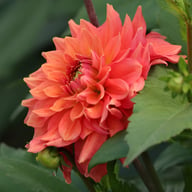 Salmon Idylle Dahlia Knöl