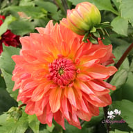 Salmon Idylle Dahlia Tuber