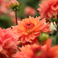 Salmon Idylle Dahlia Tuber