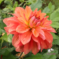 Salmon Idylle Dahlia Tuber