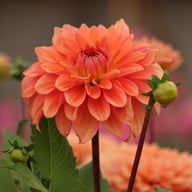 Salmon Idylle Dahlia Tuber