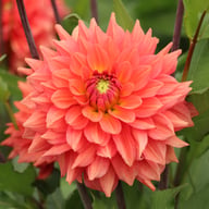 Salmon Idylle Dahlia Knöl