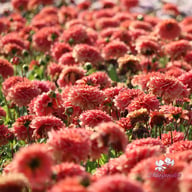 Salmon Idylle Dahlia Tuber