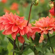 Salmon Idylle Dahlia Knöl