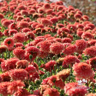 Salmon Idylle Dahlia Tuber