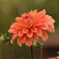 Salmon Idylle Dahlia Tuber