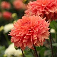 Salmon Idylle Dahlia Tuber