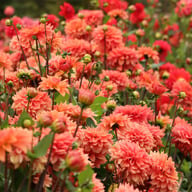 Salmon Idylle Dahlia Tuber