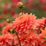 Salmon Idylle Dahlia Tuber