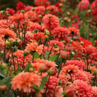 Salmon Idylle Dahlia Tuber