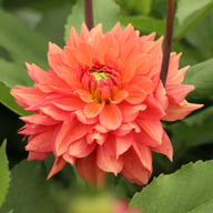 Salmon Idylle Dahlia Knöl