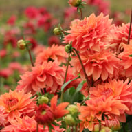 Salmon Idylle Dahlia Tuber
