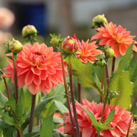 Salmon Idylle Dahlia Knöl
