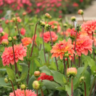 Salmon Idylle Dahlia Knöl