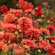 Salmon Idylle Dahlia Tuber