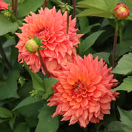 Salmon Idylle Dahlia Knöl
