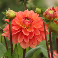 Salmon Idylle Dahlia Knöl